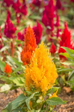 En az renkli bitki Genel Bahçe dekore edilmiştir.