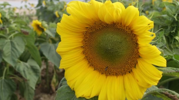Krásné slunečnice kvetou a hmyz