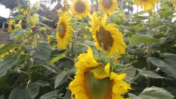 Krásné slunečnice kvetou ve veřejném parku — Stock video