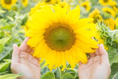 Güzel ayçiçeği bitki yandan