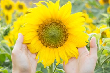 Güzel ayçiçeği bitki yandan