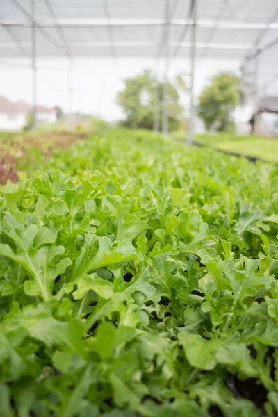 Organic vegetable growing in farm — Stock Photo, Image