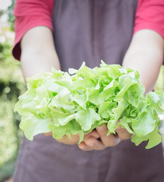 Hand on group of salad vegetable — Stock Photo, Image