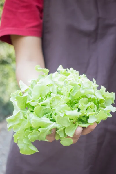 Hand on group of salad vegetable — Stock Photo, Image