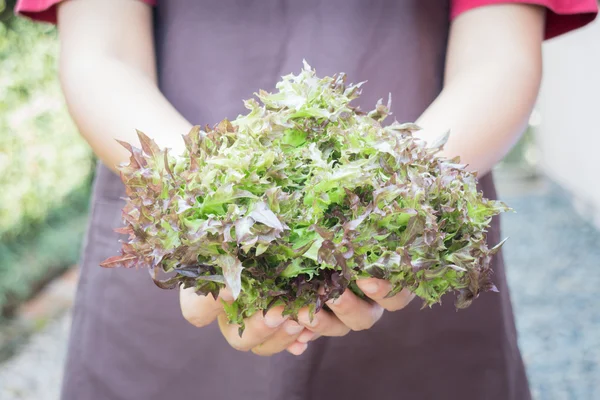 Mano su gruppo d'insalata vegetale — Foto Stock