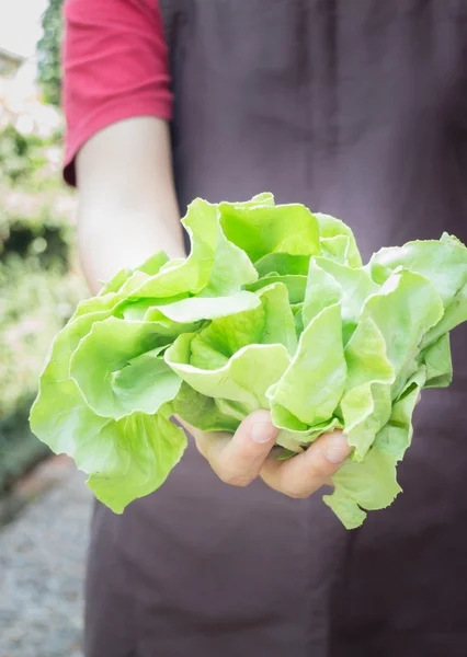 Hand on group of salad vegetable — Stock Photo, Image