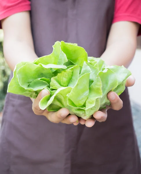 Hand on group of salad vegetable — Stock Photo, Image