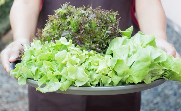 Hand op de groep van groente salade — Stockfoto