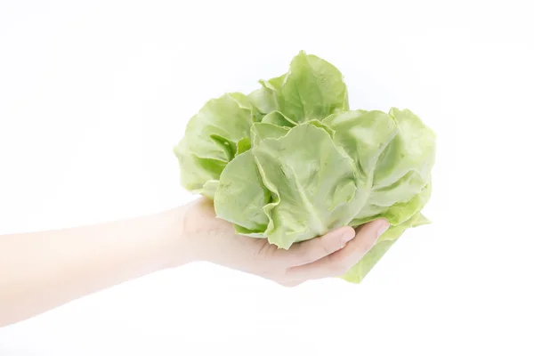 Hand on group of salad vegetable on white background — Stock Photo, Image