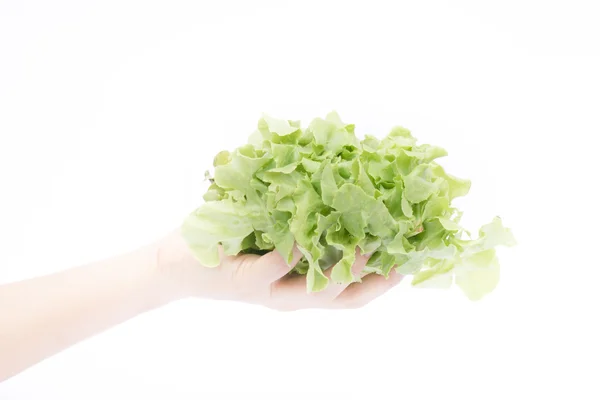 Hand on group of salad vegetable on white background — Stock Photo, Image