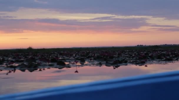 Boottocht in de ochtend bij roze lotus lake — Stockvideo