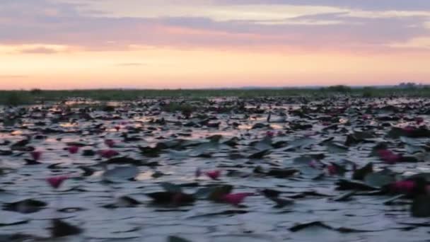 船的粉红色莲花湖游览在早晨 — 图库视频影像