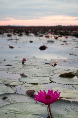 Güzel mavi gökyüzü günbatımı lotus Gölü