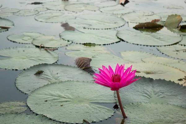 湖の美しいピンクの蓮の花 — ストック写真
