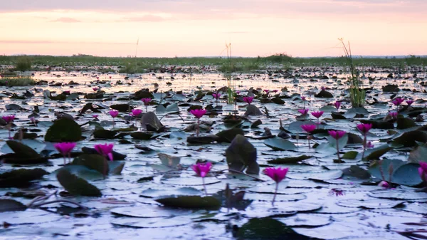 Belles fleurs de lotus rose dans le lac — Photo