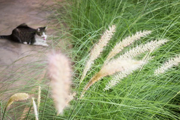 自然の中の草の花背景 — ストック写真