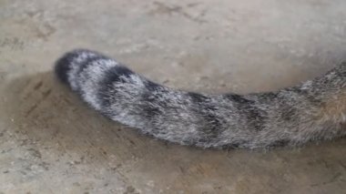 Mutlu bir kedi kuyruğunu hareket
