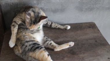 Şirin kedi masanın üzerinde yatan ve kendini damat