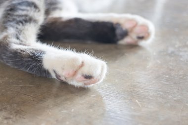 Kedinin piyonlar evde rahatlatıcı