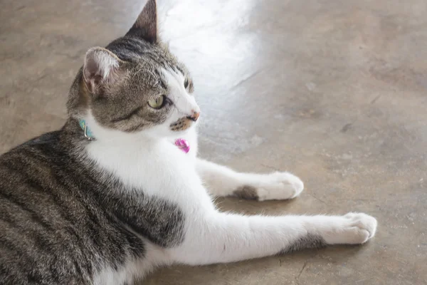 Katze entspannt zu Hause liegen — Stockfoto