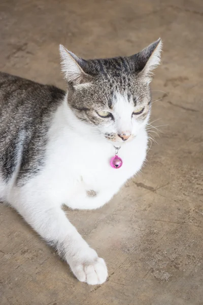 Katze entspannt zu Hause liegen — Stockfoto