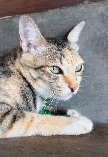 Katze entspannt zu Hause liegen — Stockfoto