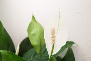 Yeşil yaprakları arka plan üzerinde beyaz calla lily çiçek