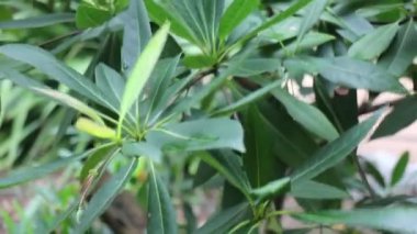  Ev bahçesinde yeşil bitkiler, stok görüntüleri.