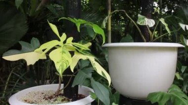 Yeşil yapraklar, rüzgar akan saksı, stok görüntüler.