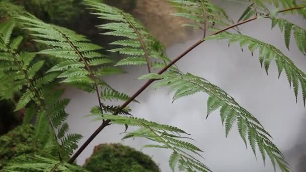 White Smoke Water Fern Leaf Stock Footage — Stock Video