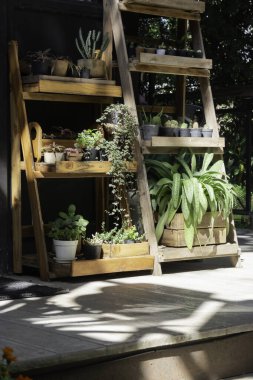 Yazın tropik bahçe bitkileri, stok fotoğrafı.