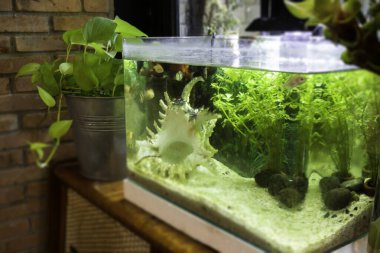Small fish tank aquarium interior, stock photo clipart