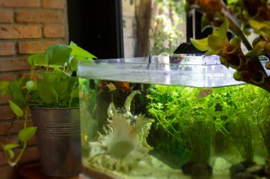 Small fish tank aquarium interior, stock photo clipart