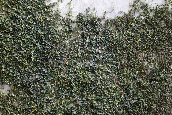 Kletterpflanze Wächst Antiker Wand Archivbild — Stockfoto
