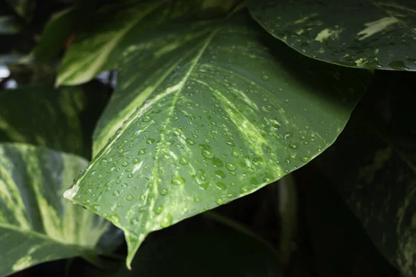 Daun Hijau Tanaman Dengan Tetes Air Foto Stok — Stok Foto