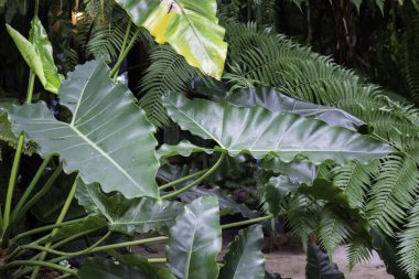 Yeşil bitkiler taze çevreyi hisseder, stok fotoğrafı