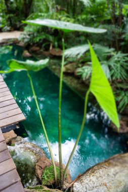 Yeşil bitkiler taze çevreyi hisseder