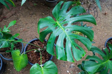 Yeşil bitkiler taze çevreyi hisseder, stok fotoğrafı