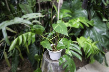 Yeşil bitkiler taze çevreyi hisseder, stok fotoğrafı