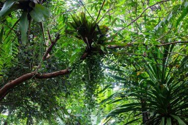 Yeşil bitkiler taze çevreyi hisseder, stok fotoğrafı