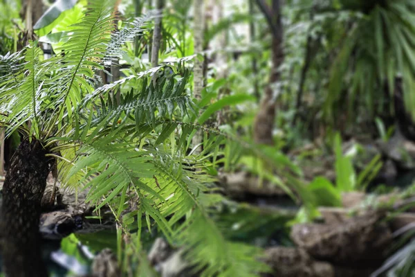 Las Plantas Verdes Sienten Entorno Fresco Foto Stock — Foto de Stock