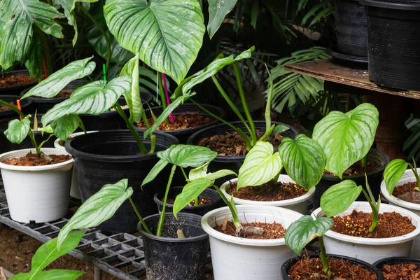 Green Plants Feel Fresh Surroundings Stock Photo — Stock Photo, Image