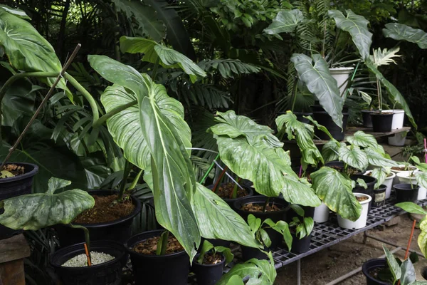 Green Plants Feel Fresh Surroundings Stock Photo — Stock Photo, Image