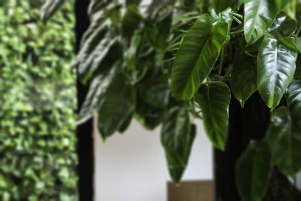 Cafe Interior Environment Green Plant Stock Photo — Stock Photo, Image