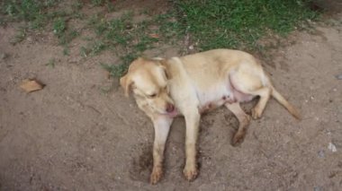 Labrador av köpeği yerde dinleniyor, stok görüntüleri.