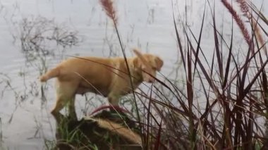 Labrador av köpeği bir gölün yüzeyine bakıyor.