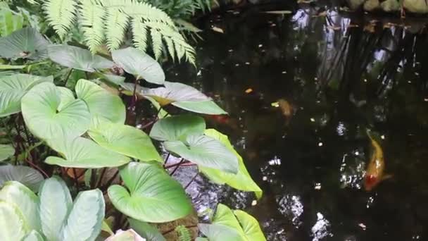 Λίμνη Koi Στον Κήπο Θέρετρο Πλάνα Αρχείου — Αρχείο Βίντεο