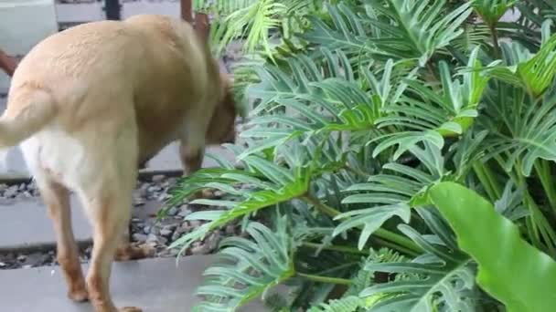 Λαμπραντόρ Retriever Σκυλί Στον Κήπο Πλάνα Αρχείου — Αρχείο Βίντεο
