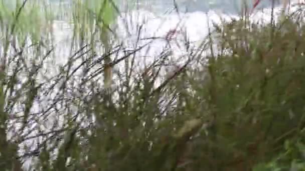 Vue Sur Nature Herbe Fleur Lac Images Stock — Video