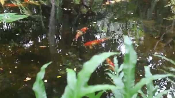 Rilassante Laghetto Pesci Acqua Nel Giardino Verde Riprese Brodo — Video Stock